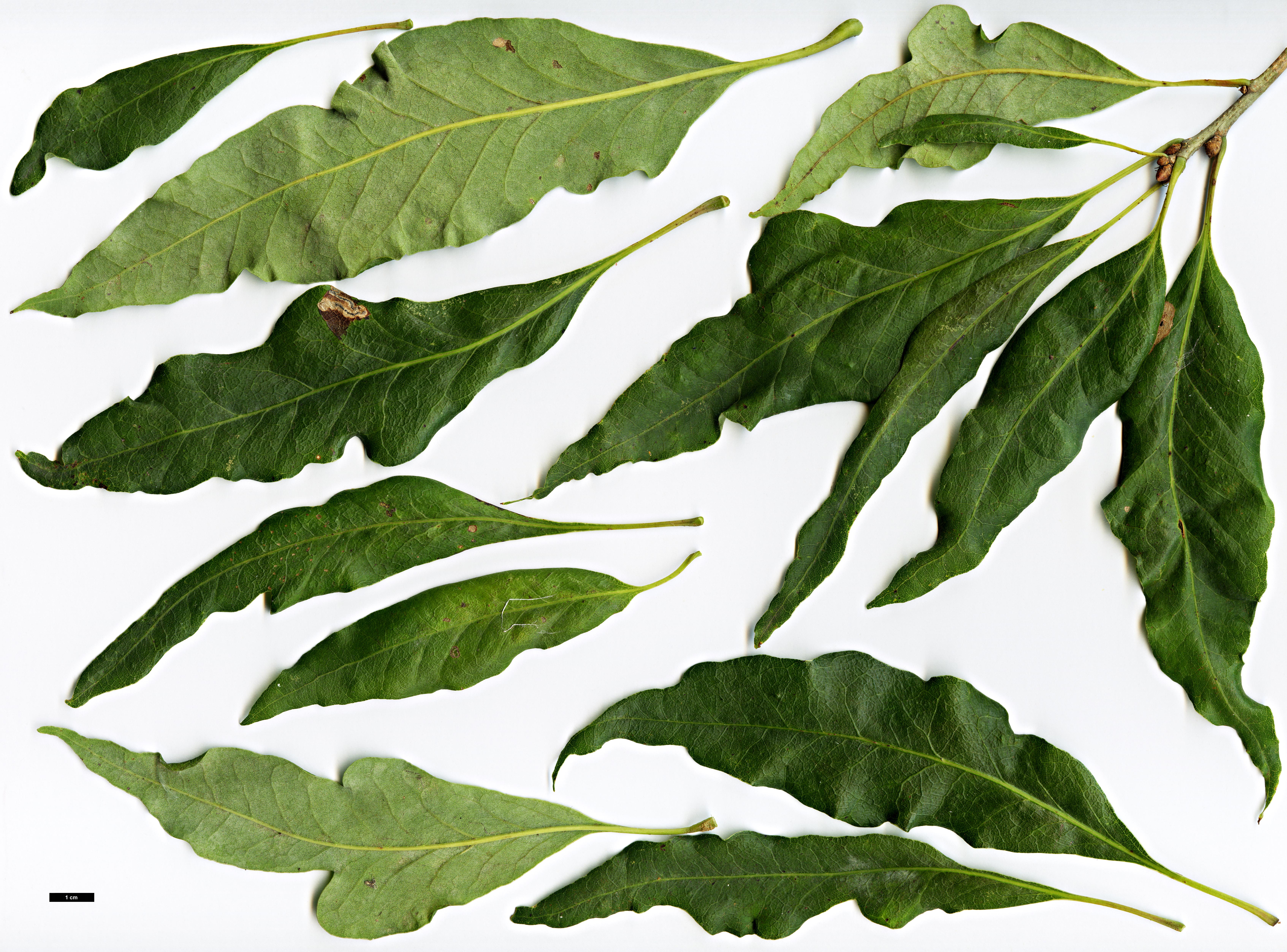 High resolution image: Family: Fagaceae - Genus: Quercus - Taxon: petraea - SpeciesSub: Mespilifolia Group